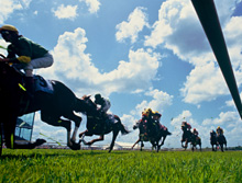 Cheltenham Gold Cup, inside rail